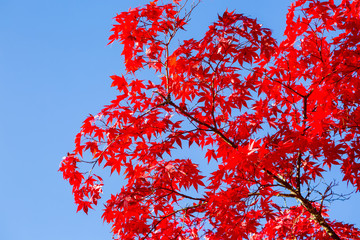 Japanese maples, red and yellow, against the sky.