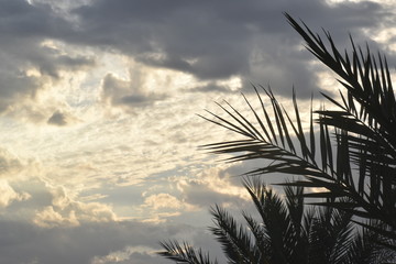 Green palm leaves with cloud and blue sky background.