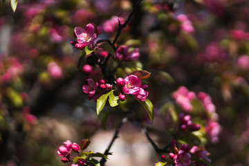 Fototapeta na wymiar Closeup of spring pink blooming flower in orchard. Macro cherry blossom tree branch.