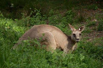 kangaroo in the grass