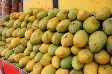 Pile of harvested ripe mangoes collected by farmers and tacked up carefully to sell to customers
