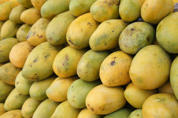 Pile of harvested ripe mangoes collected by farmers and tacked up carefully to sell to customers
