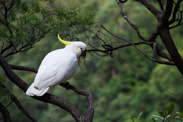 Cockatoo on a branch
