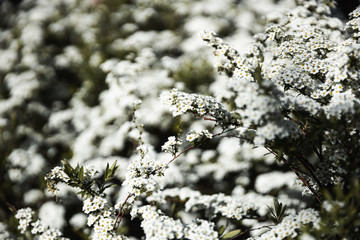 Closeup of spring white blooming flower in orchard. Macro cherry blossom tree branch.
