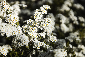 Fototapeta premium Closeup of spring white blooming flower in orchard. Macro cherry blossom tree branch.