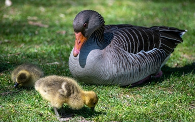 Graugans mit Küken