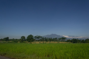 green field and blue sky