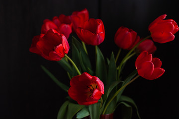 Amazing blooming red tulips bouquet on black background. Dark moody low key minimalism style flowers photo banner. Love greeting card copy space. Mother's Women's Valentine's day, romantic wallpaper.