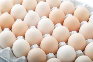 《北海道》さくらたまご