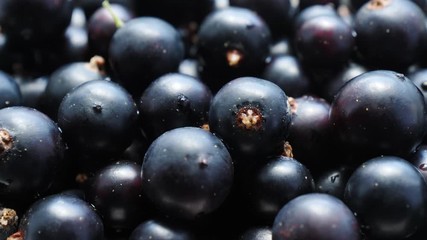 Close up of black fresh currant berries. Healthy eating, season harvest. Food background