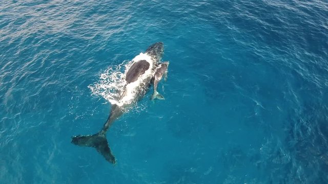 Aerial shot of Mother and calf humpback whale