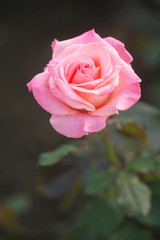 ピンク色のバラ（Cherish)	
