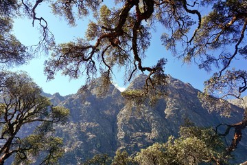 Mountains and trees in Huascaran national park