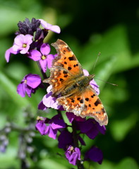 Comma butterfly