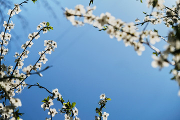 Branches of blossoming white cherry against the backdrop of a soft blue sky. Beautiful floral image of spring nature.