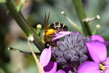 Bee