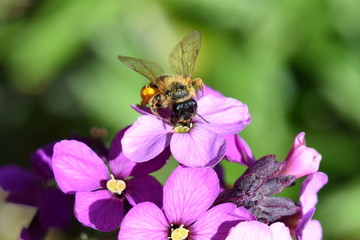 Bee