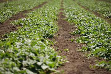 Cucumber plants with flowers on the field