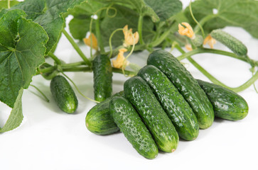 Group of fresh green pickling cucumbers with steems and flowers on white background