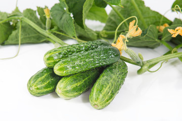 Group of fresh green pickling cucumbers with steems and flowers on white background