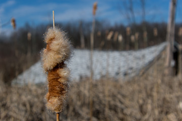 Cattails in the Marsh