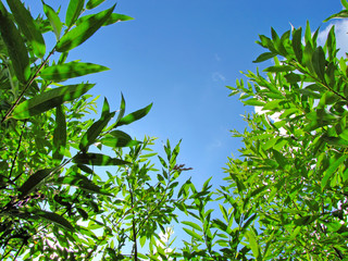 greenery and sky