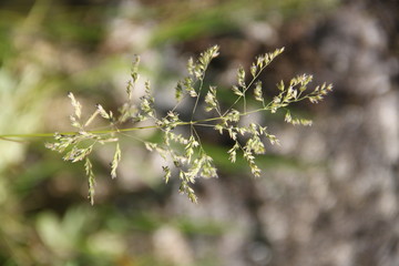 Dry herb grass beige green background

