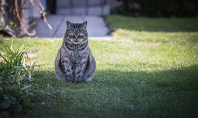 kot © Marcin