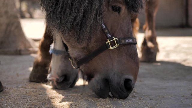 Draft horse.Close-up. Horse eats grain right off the concrete floor in a paddock