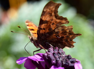 Comma butterfly