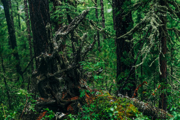 Big fallen tree root covered with thick moss in taiga wilderness among fresh greenery. Atmospheric landscape of terrible place in wild dark forest. Virgin flora of woods. Mystery woodland atmosphere.