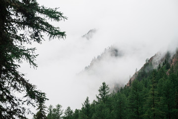Ghostly view through branches and dense fog to beautiful rockies. Low clouds among huge rocky mountains with trees. Alpine atmospheric landscape to big cliff in cloudy sky. Minimalist highland scenery