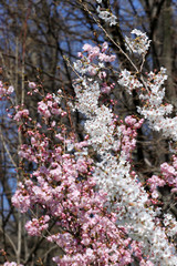 Japanese cherry blossoms. Blooming Sakura tree.