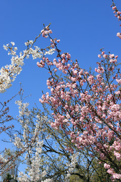 Japanese cherry blossoms. Blooming Sakura tree.