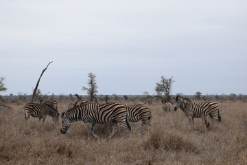 Obraz premium Beautiful view and animals in Kruger National Park Southafrica