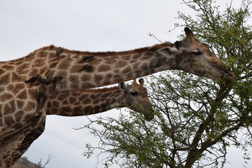 Beautiful view and animals in Kruger National Park Southafrica