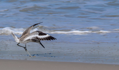 Willet on beach