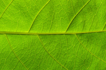 Naklejka na ściany i meble Textured of green leaves of tree pattern close-up.