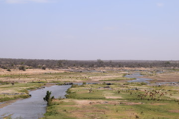 Fototapeta na wymiar Beautiful view and animals in Kruger National Park Southafrica