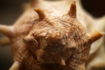 macro photo yellow sea shell