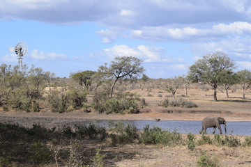 Beautiful view and animals in Kruger National Park Southafrica