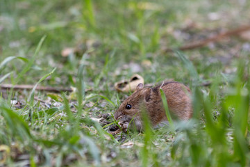 Naklejka na ściany i meble Mouse feeds on seeds in grass 