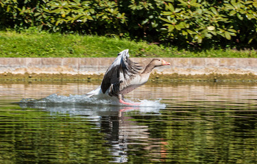  en canada gås lander på vandet © Maria