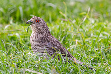 Rufous-tailed Plantcutter (Phytotoma rara)