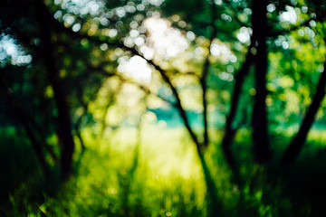 Scenic sunny natural green background. Sunshine on beautiful leaves. Amazing morning landscape of nature with sunbeams. Rich greenery in sunny day with copy space. Scenery of vegetation in sunlight.