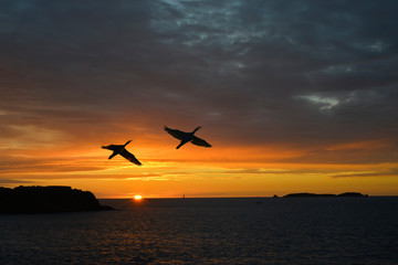 Deux-cormorans-en-vol-sur-la-mer-au-coucher-du-soleil-en-region-Bretagne, France
