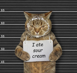 The beige naughty cat was arrested. He has a sign around its neck that says I ate sour cream....