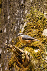 bird, natur, wild lebende tiere, tier, baum, wild, kleiber, ast, bird, specht, grossartig
