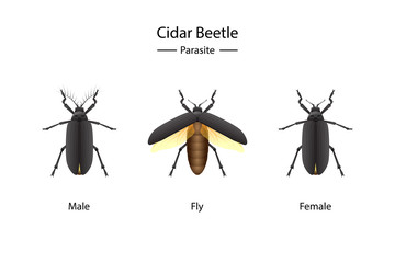 Cidar Beetle parasite vector object on white background.