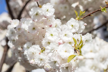 bloom of trees spring